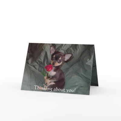 Adorable Cute Baby Chihuahua Merry Rose Card by mickeyelvis128