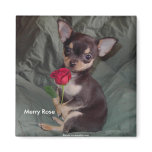 Adorable Cute Baby Chihuahua Merry Rose magnets
