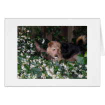 Adorable dog with pacifier card