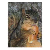 Adorable Fox Squirrel in a Tree Eating a Roll Post Card