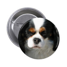 Adorable King Charles Spaniel Button