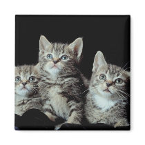 Adorable Kitten Trio Fridge Magnets
