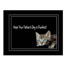 Adorable Kitten With Unbelievable Blue Eyes postcards