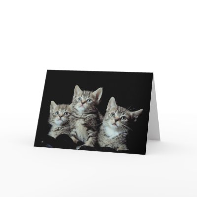 Adorable Kittens Card by White_Wedding