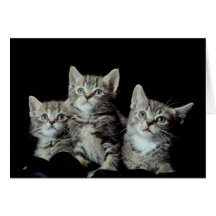 Adorable Kittens Card