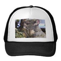 Adorable Koala Hats