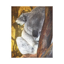 Adorable Koala Napping Gallery Wrapped Canvas