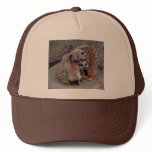 Adorable Meerkats Bundle of Fur Nature Photo