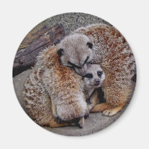 Adorable Meerkats Bundle of Fur Nature Photo Fridge Magnet
