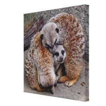 Adorable Meerkats Sleeping Ball of Fur Photo Stretched Canvas Print