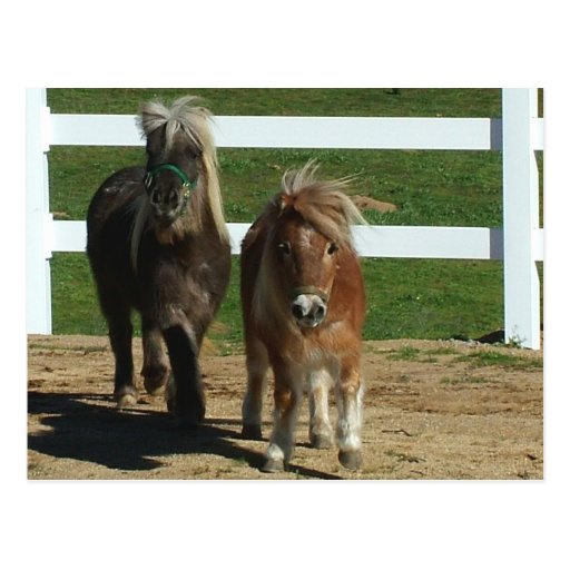 Adorable Miniature Horse Post Cards