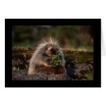 Adorable Porcupine Greeting Card