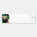 Adorable Red Panda  Bumper Sticker