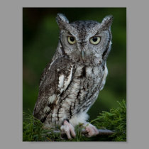 Adorable Screech Owl poster posters