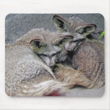 Adorable Snuggling Bat Eared Fox Pair Photo Mousepads