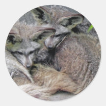 Adorable Snuggling Bat Eared Fox Pair Photo Round Stickers