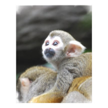 Adorable Squirrel Monkey   Customized Letterhead