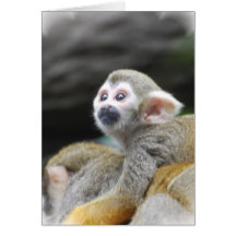 Adorable Squirrel Monkey  Greeting Cards