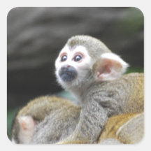 Adorable Squirrel Monkey  Stickers