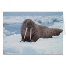 Adorable Walrus Card