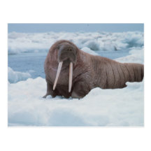 Adorable Walrus Post Cards
