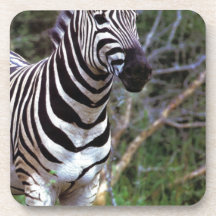 Adorable Zebra Coasters