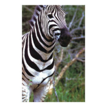Adorable Zebra Custom Stationery