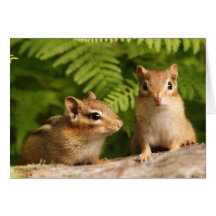 Adorably Curious Baby Chipmunks Greeting Card