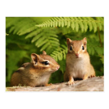 Adorably Curious Baby Chipmunks Post Cards