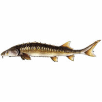 Adriatic Sturgeon Illustration Pin Acrylic Cut Out