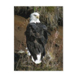 Adult Bald Eagle on Ballyhoo Mountain Postcards