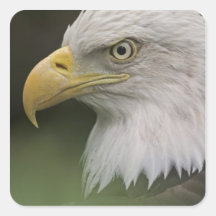 Adult Bald Eagle Portrait, Haliaeetus Square Stickers