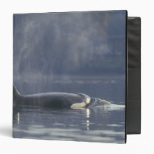 Adult female Orca Whale Orcinus Orca), Puget 3 Ring Binders