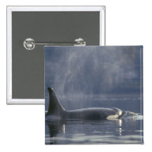 Adult female Orca Whale Orcinus Orca), Puget Button