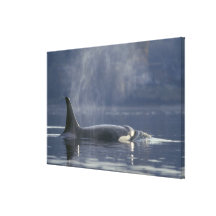 Adult female Orca Whale Orcinus Orca), Puget Canvas Print