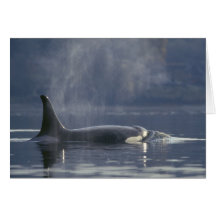 Adult female Orca Whale Orcinus Orca), Puget Greeting Cards