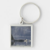Adult female Orca Whale Orcinus Orca), Puget Keychains