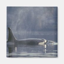 Adult female Orca Whale Orcinus Orca), Puget Fridge Magnets
