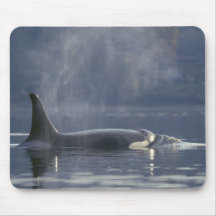 Adult female Orca Whale Orcinus Orca), Puget Mouse Pad