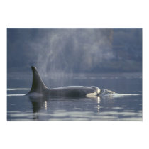 Adult female Orca Whale Orcinus Orca), Puget
