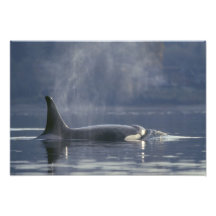 Adult female Orca Whale Orcinus Orca), Puget Art Photo