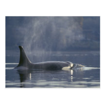 Adult female Orca Whale Orcinus Orca), Puget Postcard