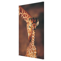 Adult Giraffe with calf (Giraffa camelopardalis) Gallery Wrap Canvas