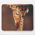 Adult Giraffe with calf (Giraffa camelopardalis) Mouse Pad