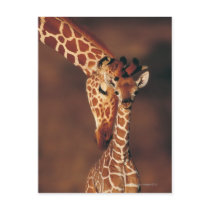 Adult Giraffe with calf (Giraffa camelopardalis) Postcard