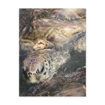 Adult Sea Turtle