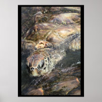 Adult Sea Turtle