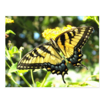 AE- Butterfly Postcards
