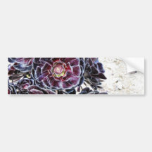 Aeonium Flower On Dry Rocks Bumper Sticker