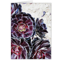 Aeonium Flower On Dry Rocks Greeting Cards